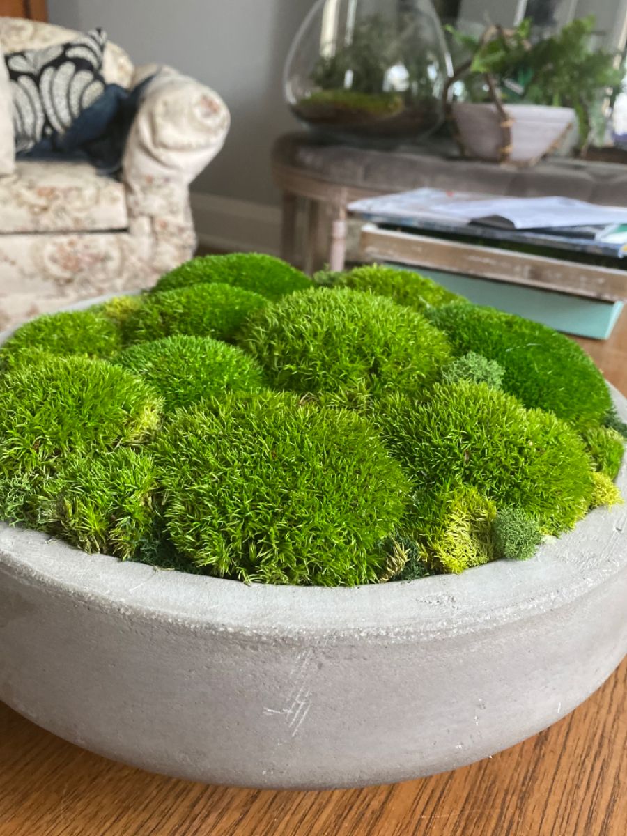 Pillow Moss