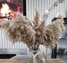 Load image into Gallery viewer, Natural Dried mini pampas grass, 50 cm length. Fluffy pampas grass
