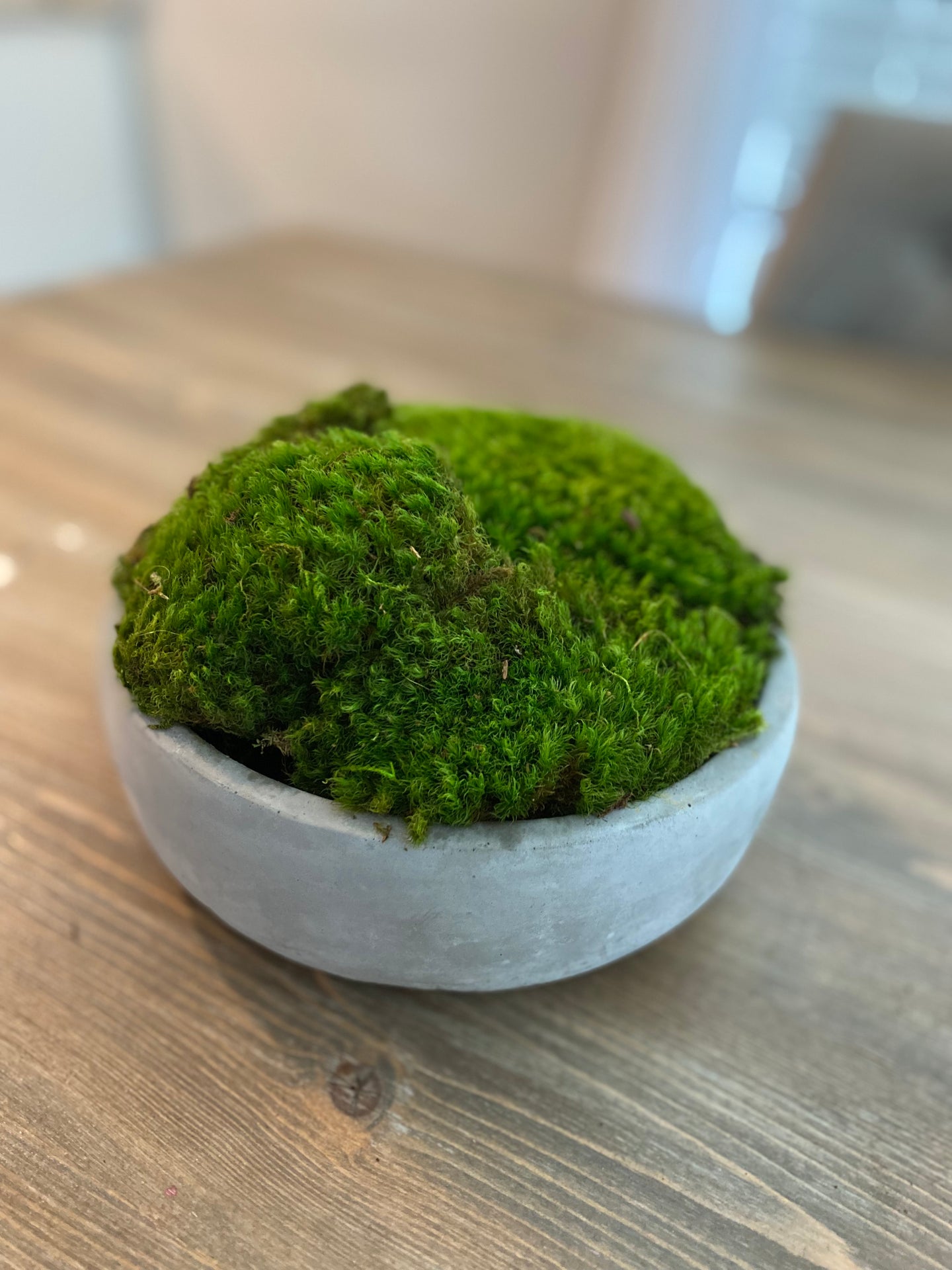 SOLD- Concrete Moss Bowl | Table Centerpiece