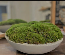 Load image into Gallery viewer, Moss Bowl, Arrangement in Concrete Bowl
