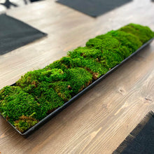 Load image into Gallery viewer, Moss Arrangement in Metal Planter
