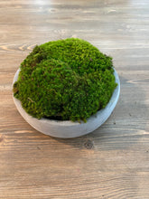 Load image into Gallery viewer, Moss bowl Centerpiece 6” Cement bowl
