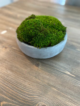 Load image into Gallery viewer, Moss bowl Centerpiece 6” Cement bowl
