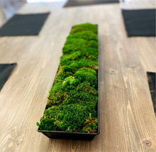 Load image into Gallery viewer, Moss Arrangement in Metal Planter
